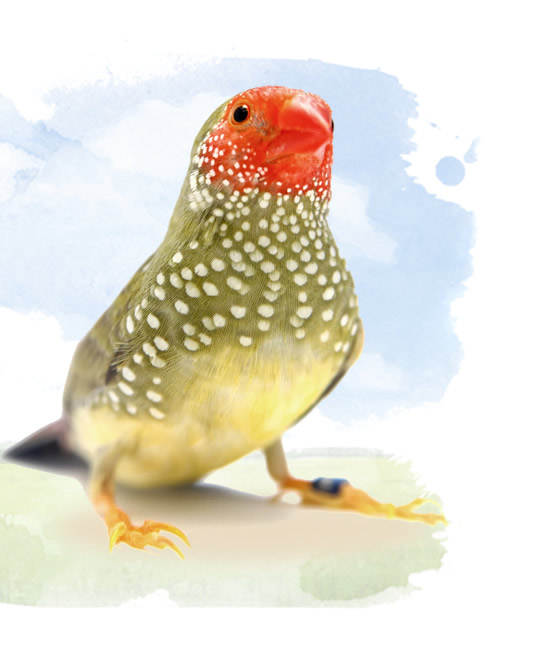 star finch (red faced)