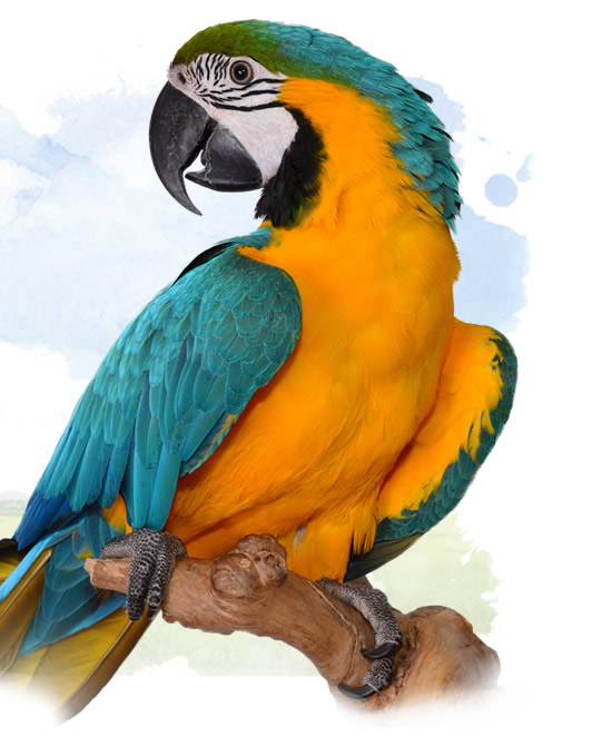 blue and yellow macaw