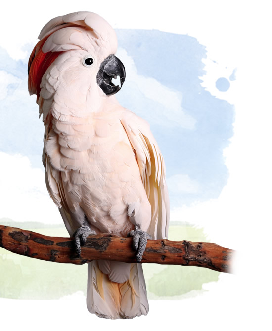 moluccan cockatoo