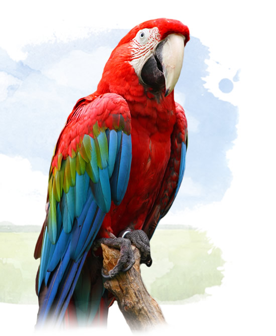 red and green macaw