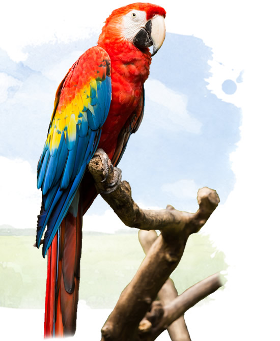 scarlet macaw