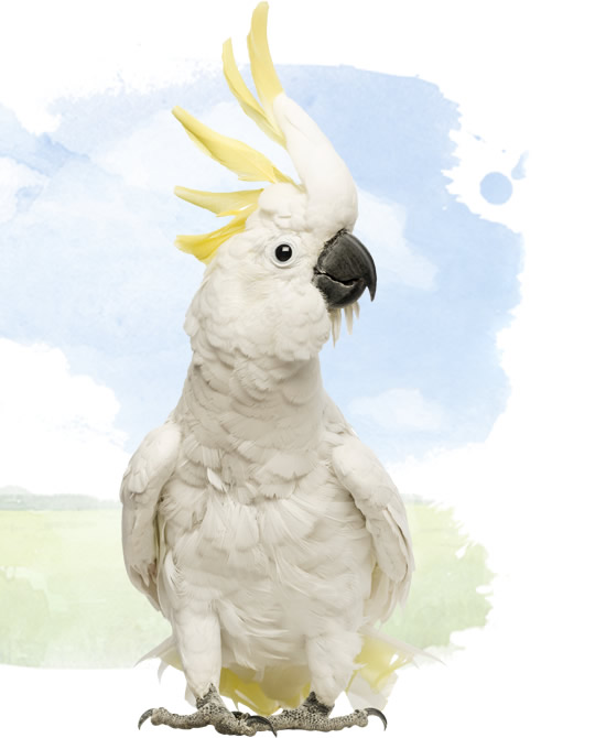 sulphur crested cockatoo