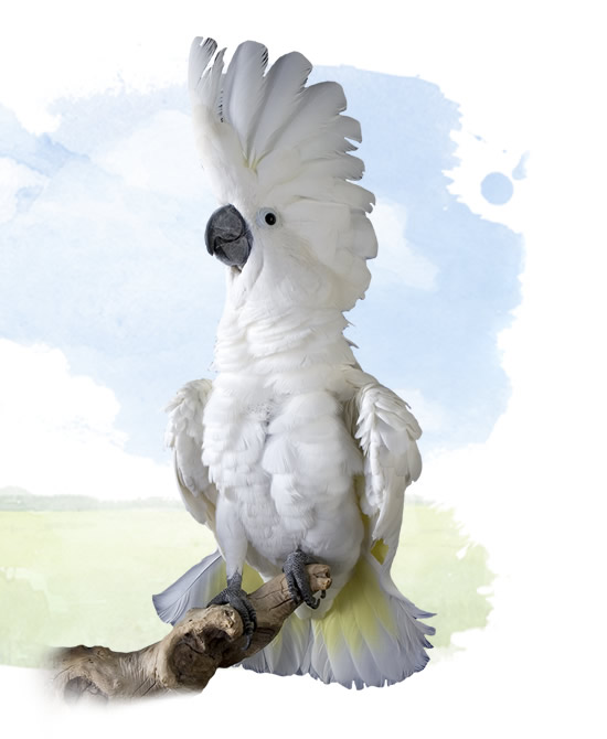 umbrella cockatoo