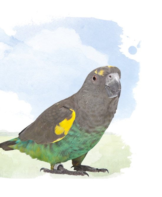 african parrots - meyer's parrot