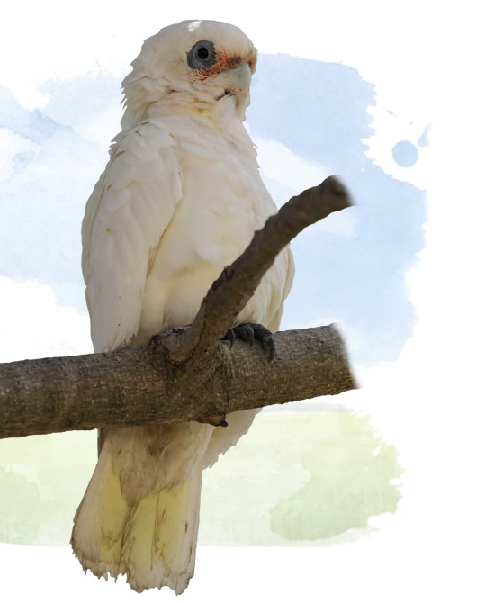 bare eyed cockatoo