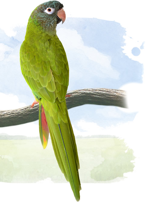 blue crowned conure