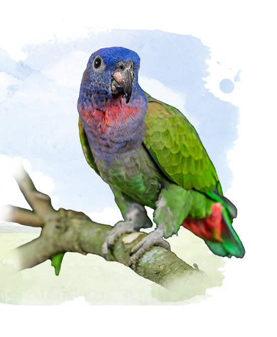 blue headed parrot