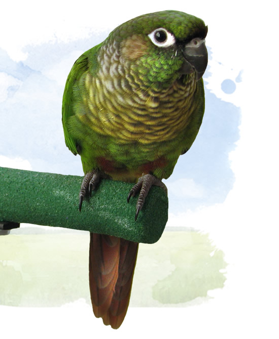 maroon bellied conure