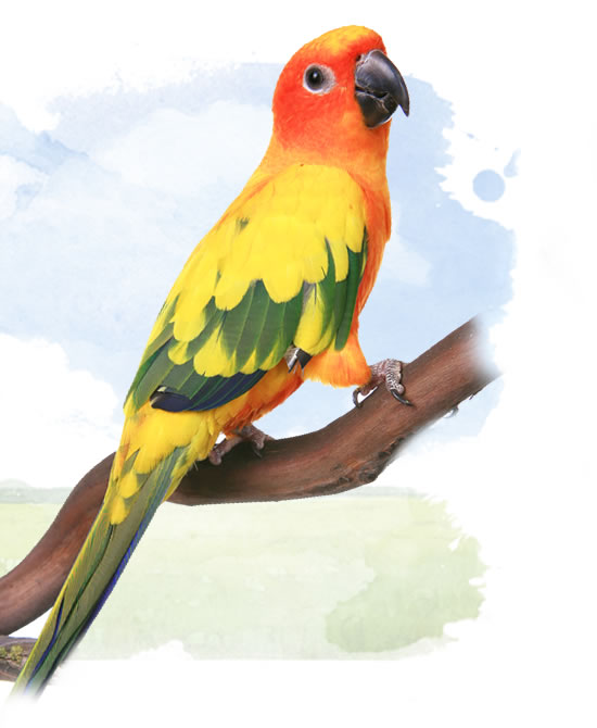 sun conure