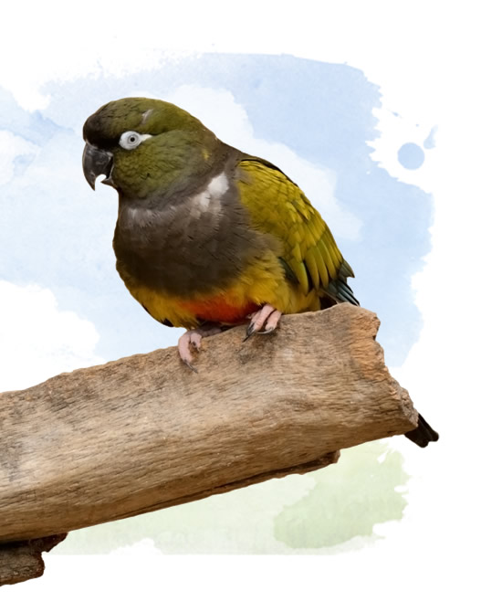 patagonian conure