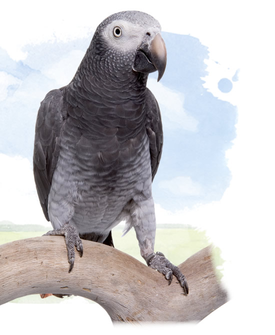 timneh african grey