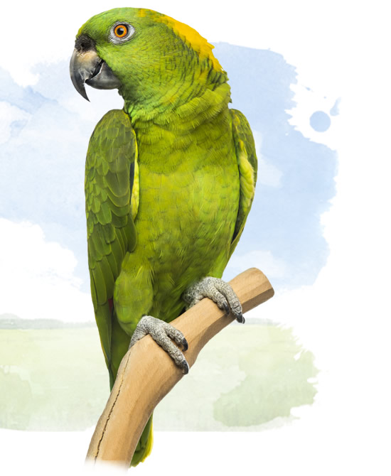 yellow naped amazon