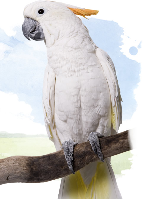 citron cockatoo