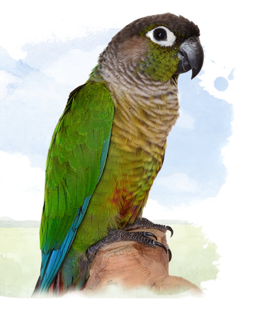 green cheeked conure