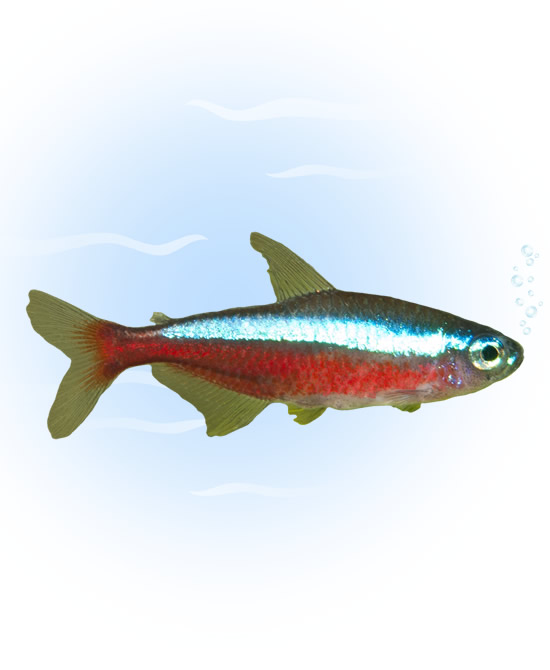 neon tetra