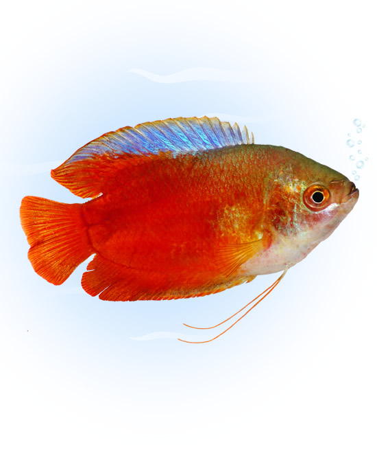 dwarf gourami