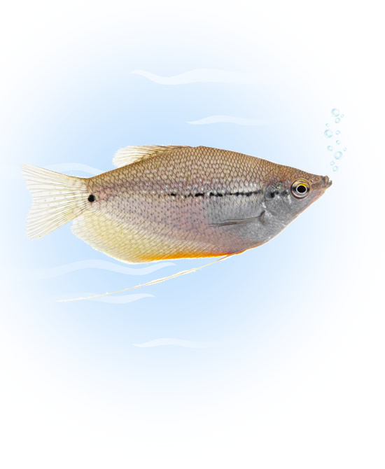 pearl gourami