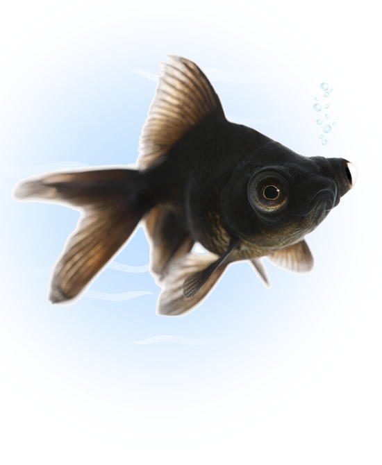 black moor goldfish