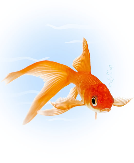 comet goldfish