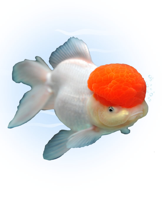 oranda goldfish