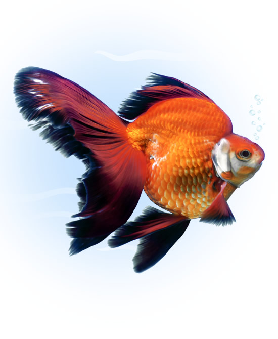 ryukin goldfish