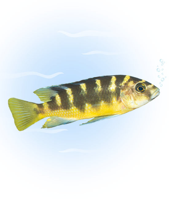 bumblebee african cichlid