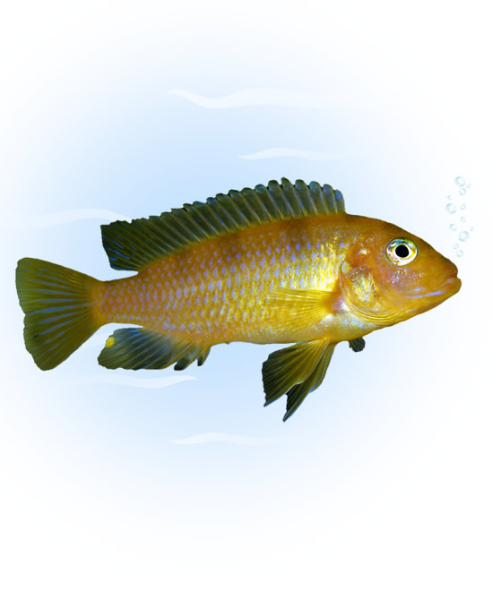 kenyi african cichlid