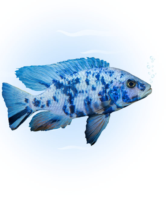 peacock malawi cichlids