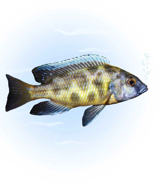 venustus cichlid