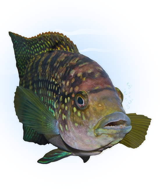 jack dempsey cichlid