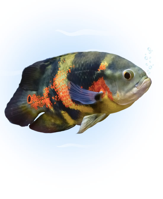 oscar cichlid