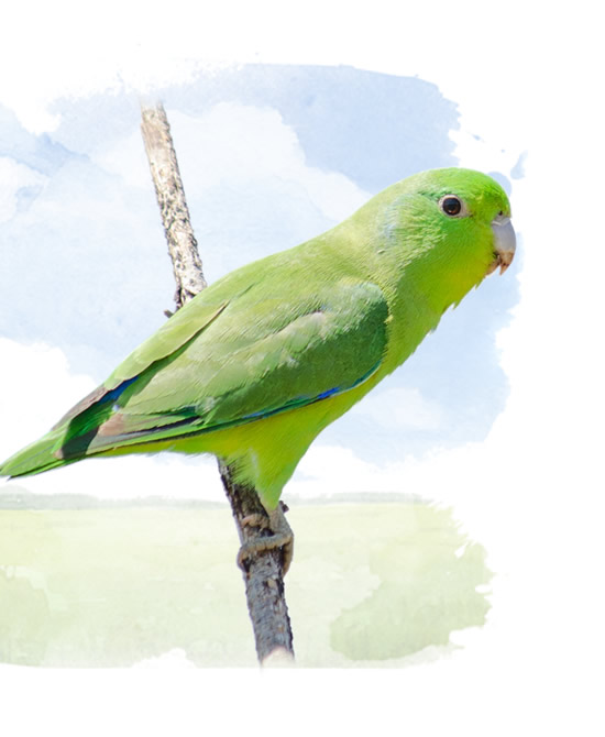 parrotlets