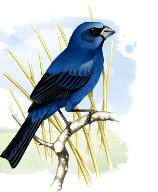 blue brazilian grosbeak