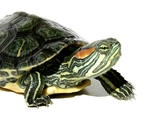 painted and red-eared turtle