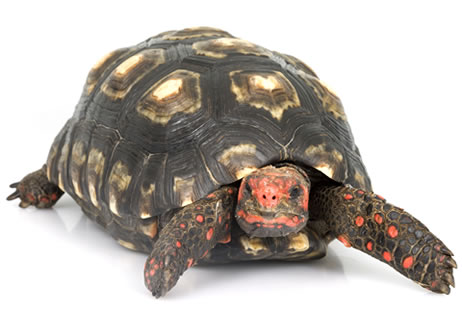 red-footed tortoise 