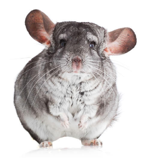 chinchilla