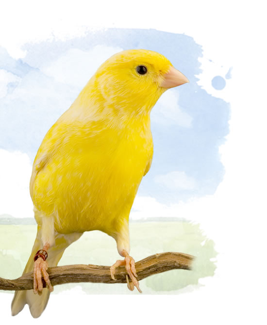 colorbred canaries