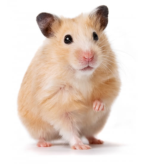 hamster