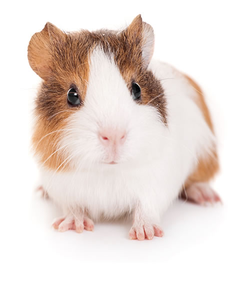 guinea pig