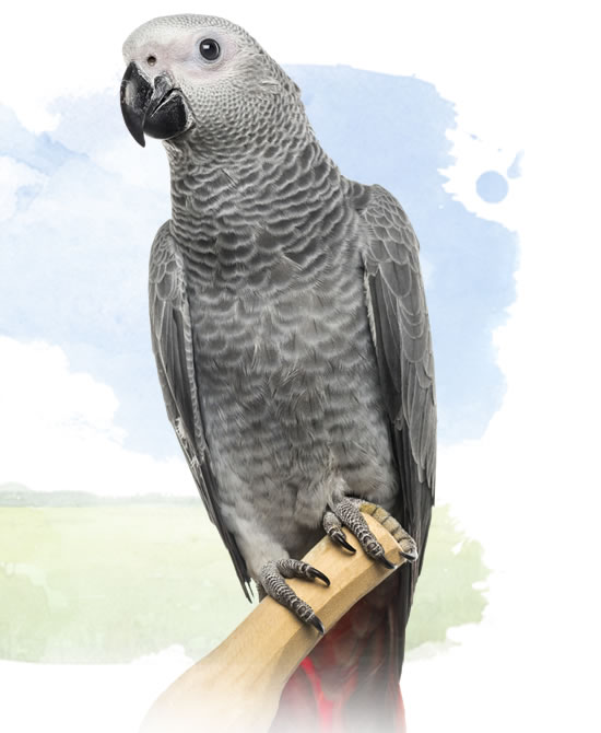 congo african grey