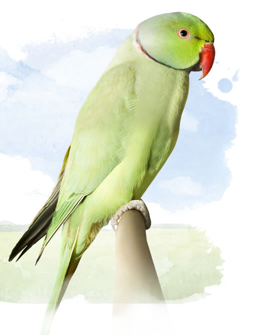 african ringneck