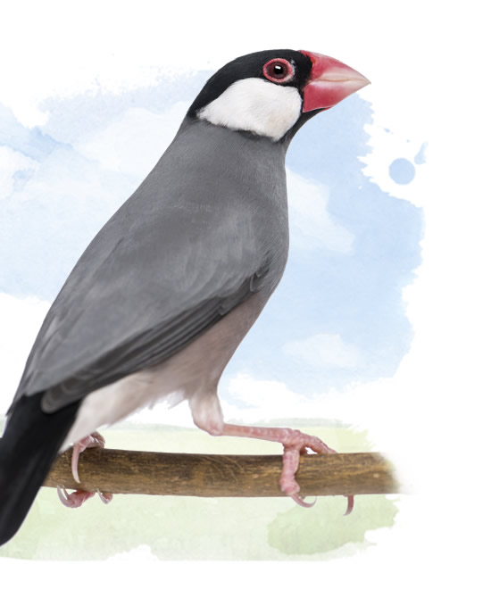 java sparrow