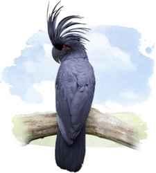 black palm cockatoo