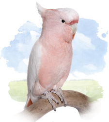 major mitchells cockatoo