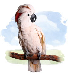 moluccan cockatoo