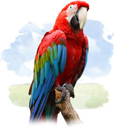 red and green macaw