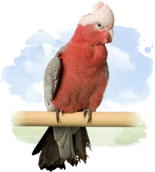 rose breasted cockatoo