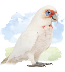 slender bills cockatoo