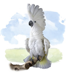 umbrella cockatoo