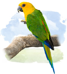 aratinga jandaya or jenday conure